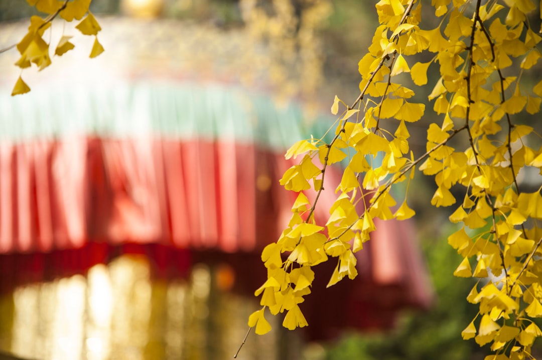 yellow-leafed tree