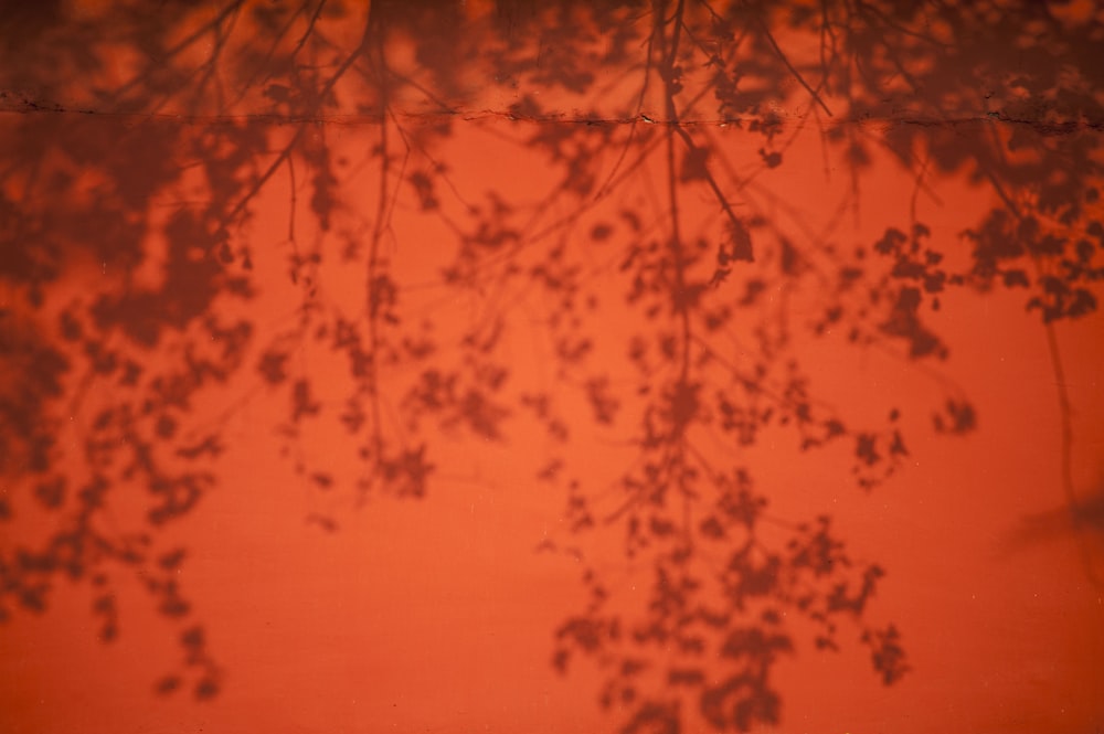 tree leaves reflecting on water