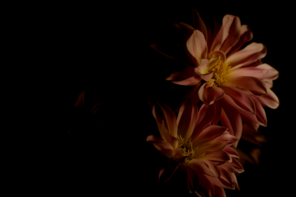 peach-color daisy flowers