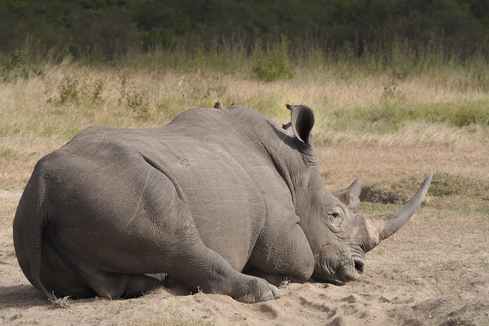rinoceronte gris acostado en un campo de hierba
