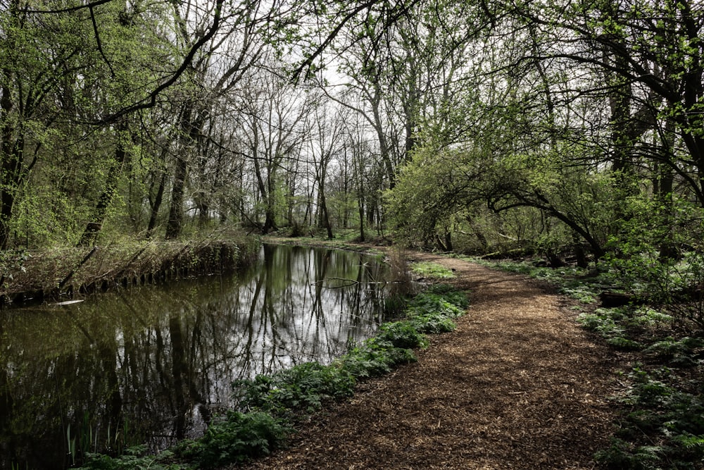 landscape photography of lake and trees