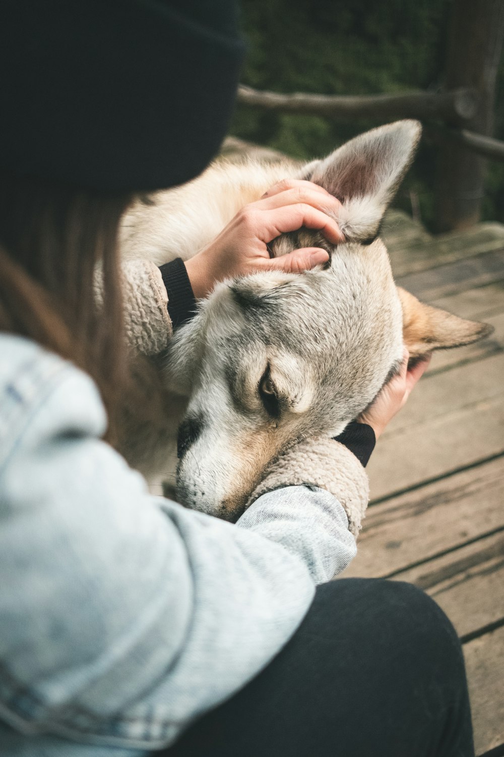 person petting dog