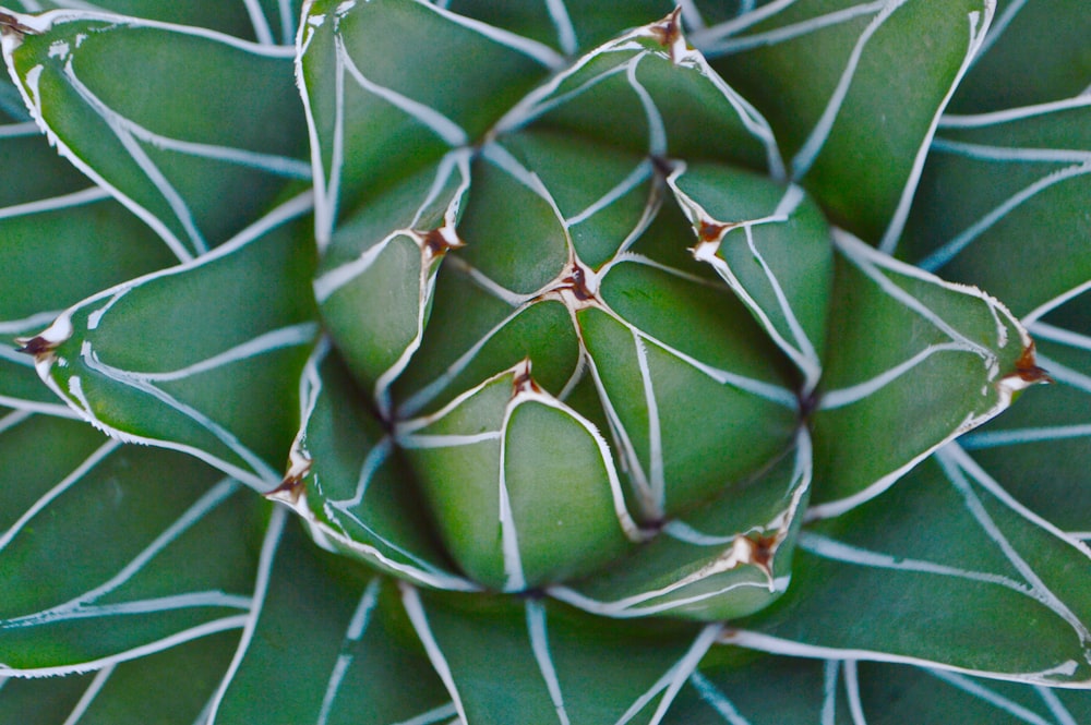 closeup photo of green and white plant