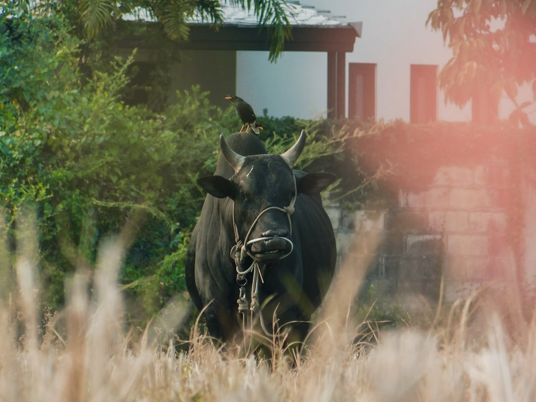 black cow near green grass