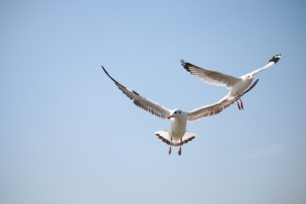 two white birds flying under blue sky