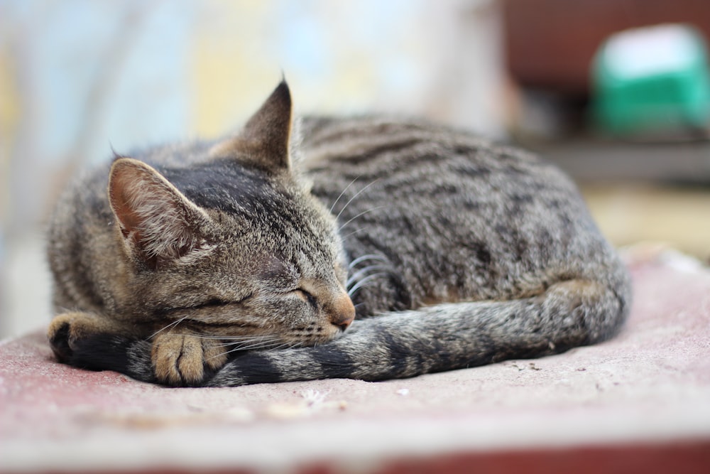 brown tabby cat lying on brown pad