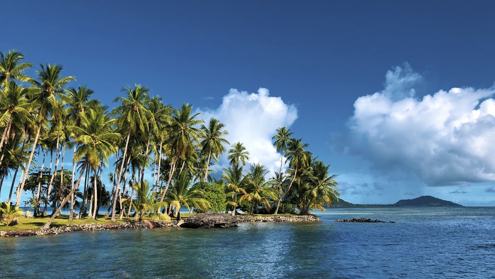coconut trees on shore at daytime