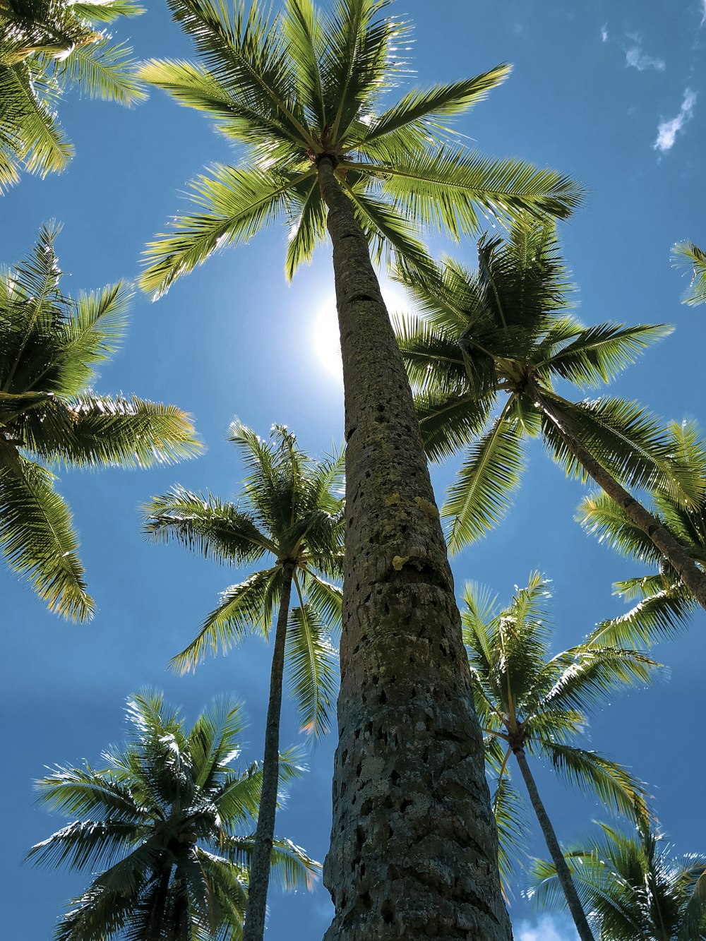 Flacher Blick auf Palmen bei Tag