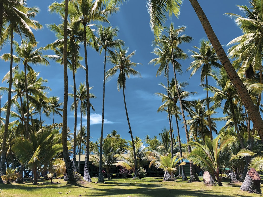 palm trees under blue sky during daytime