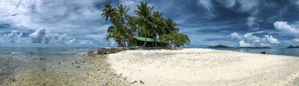 낮 동안 바닷가에 있는 녹색 코코넛 야자수