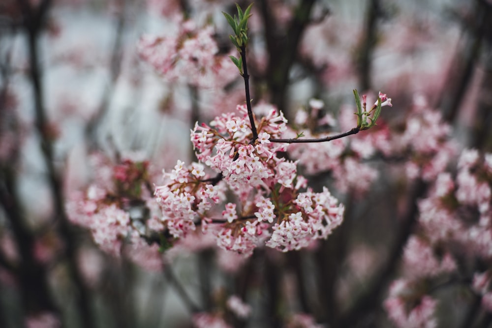 selective focus photography of pink flower