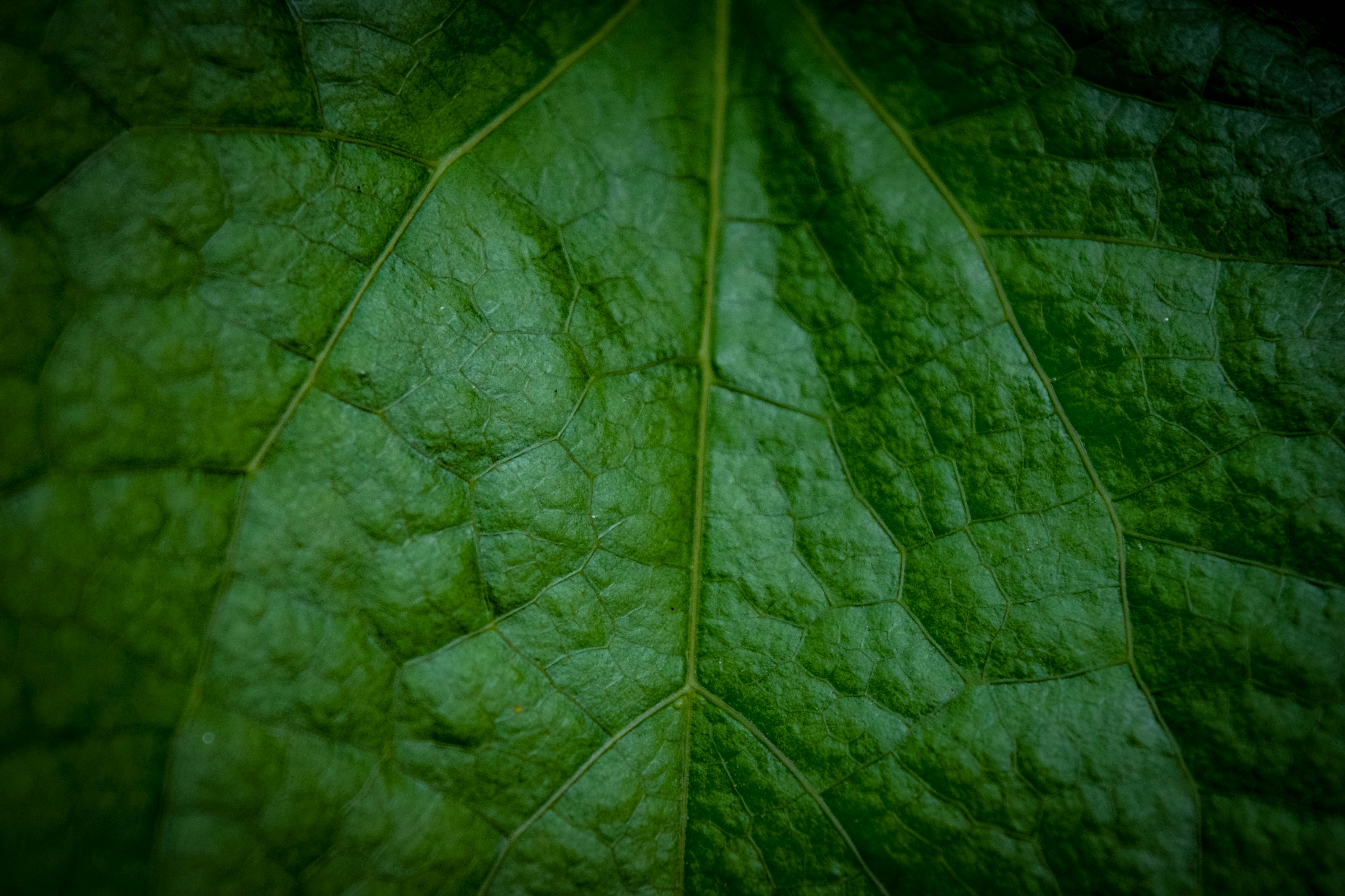 Photo by ganeshkumar