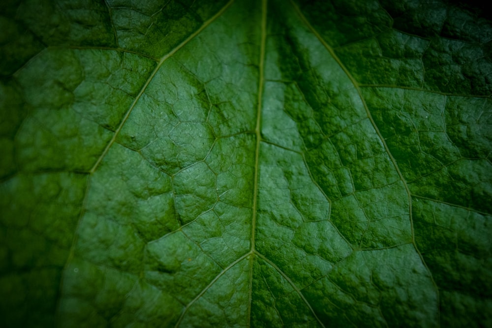 green leaf