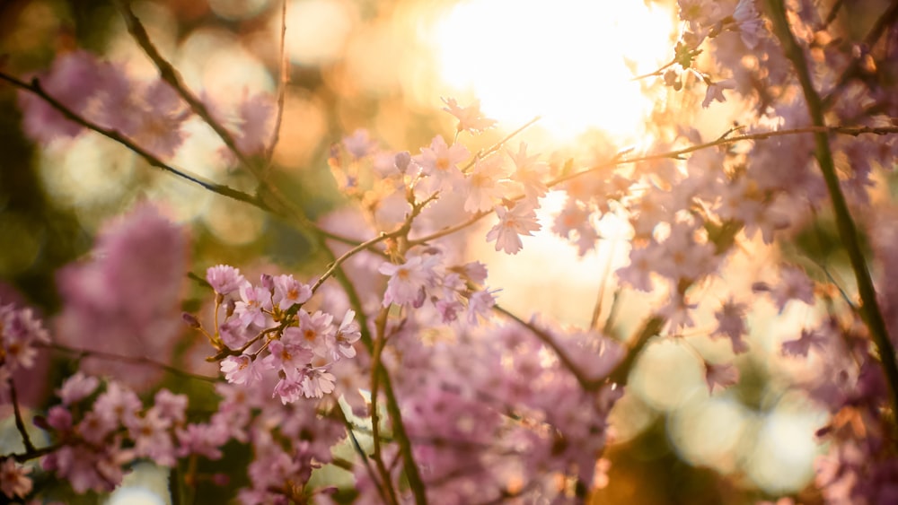 fotografia de foco seletivo de flores cor-de-rosa florescentes