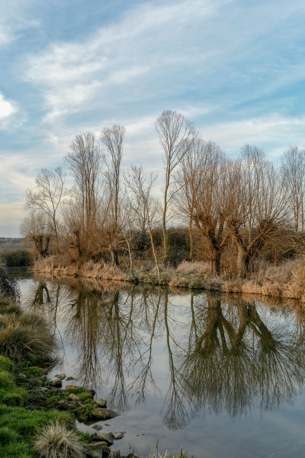 brown bare trees beside body of water during daytime