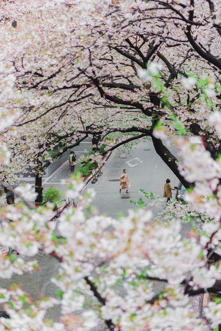 As the Sakura fall