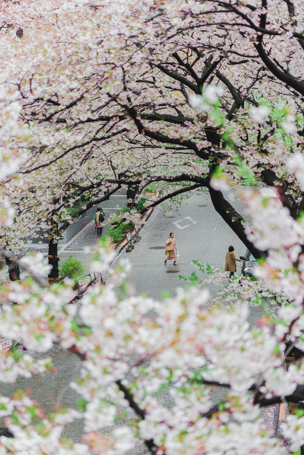 white-leafed trees