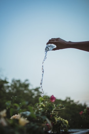 person pouring water on flower