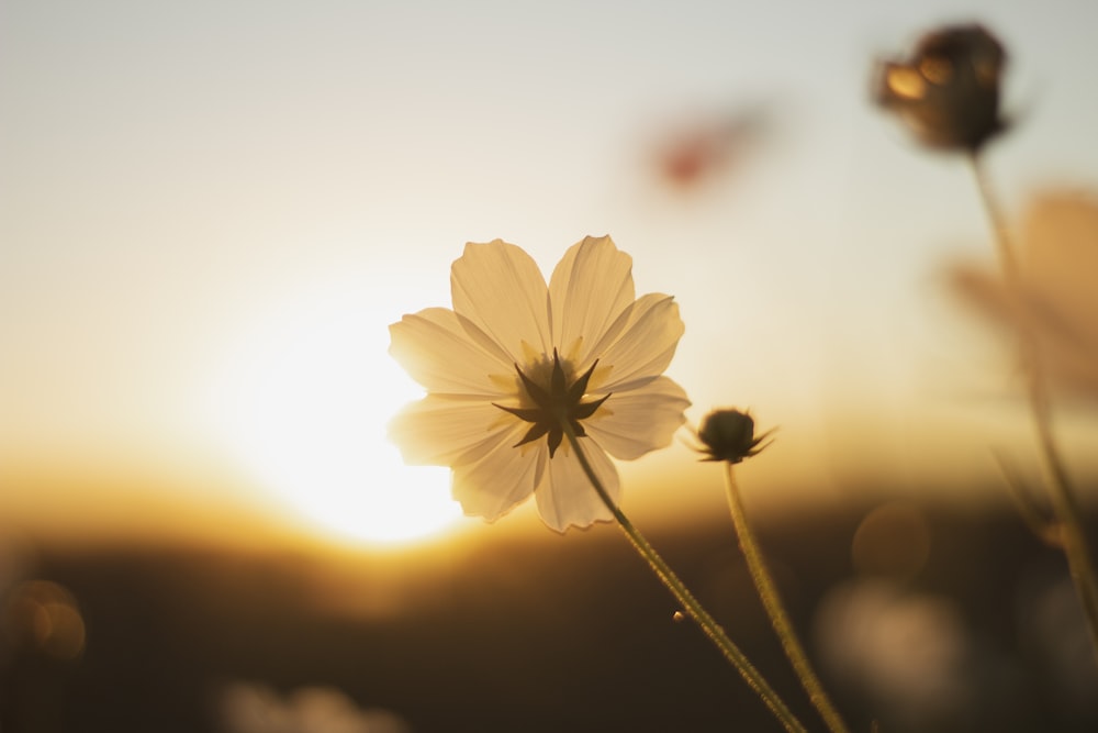 selective focus photography of white flower