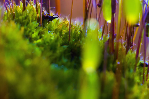Close-up of a moss tutor supporting a lush green plant against a cream background.