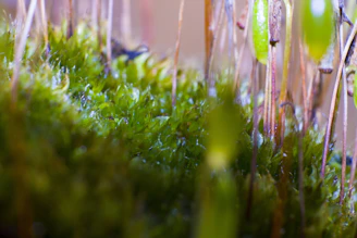 A technician gently treating moss on a lush green roof surrounded by tall evergreen trees.