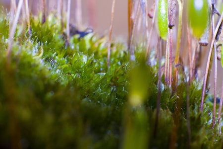 A close-up of lush green moss with thin, tall stems extending upward. The moss is dense and appears moist, suggesting a natural, vibrant environment. The background is softly blurred, highlighting the moss and its intricate texture.