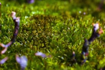 Close-up of vibrant peat moss thriving in a restored wetland area.