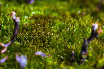 Close-up of vibrant peat moss thriving in a restored wetland area.