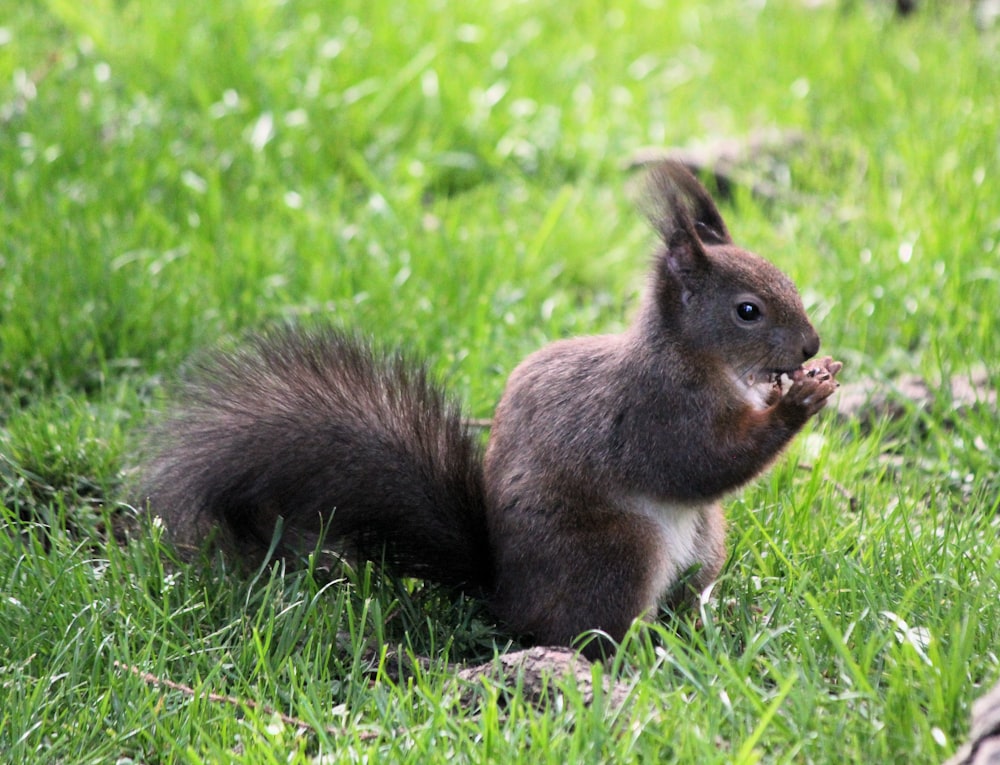black and white squirrel standing on the grass during daytime