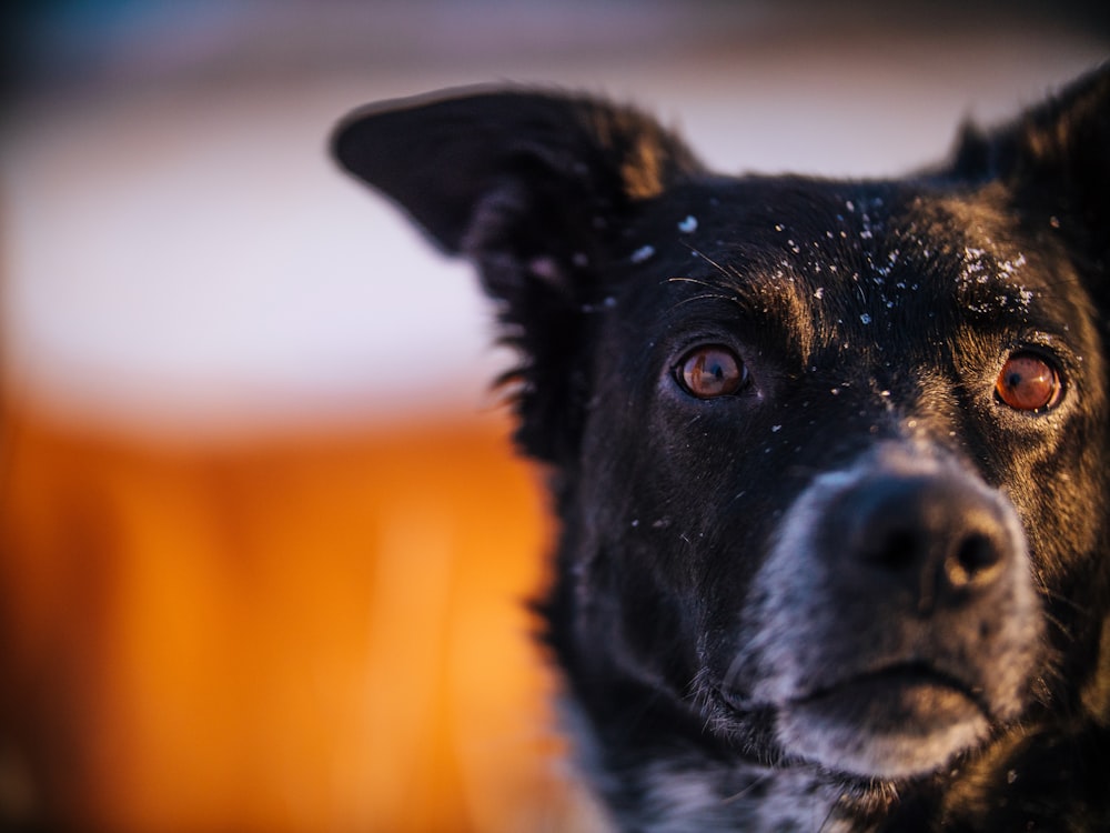 selective focus black dog