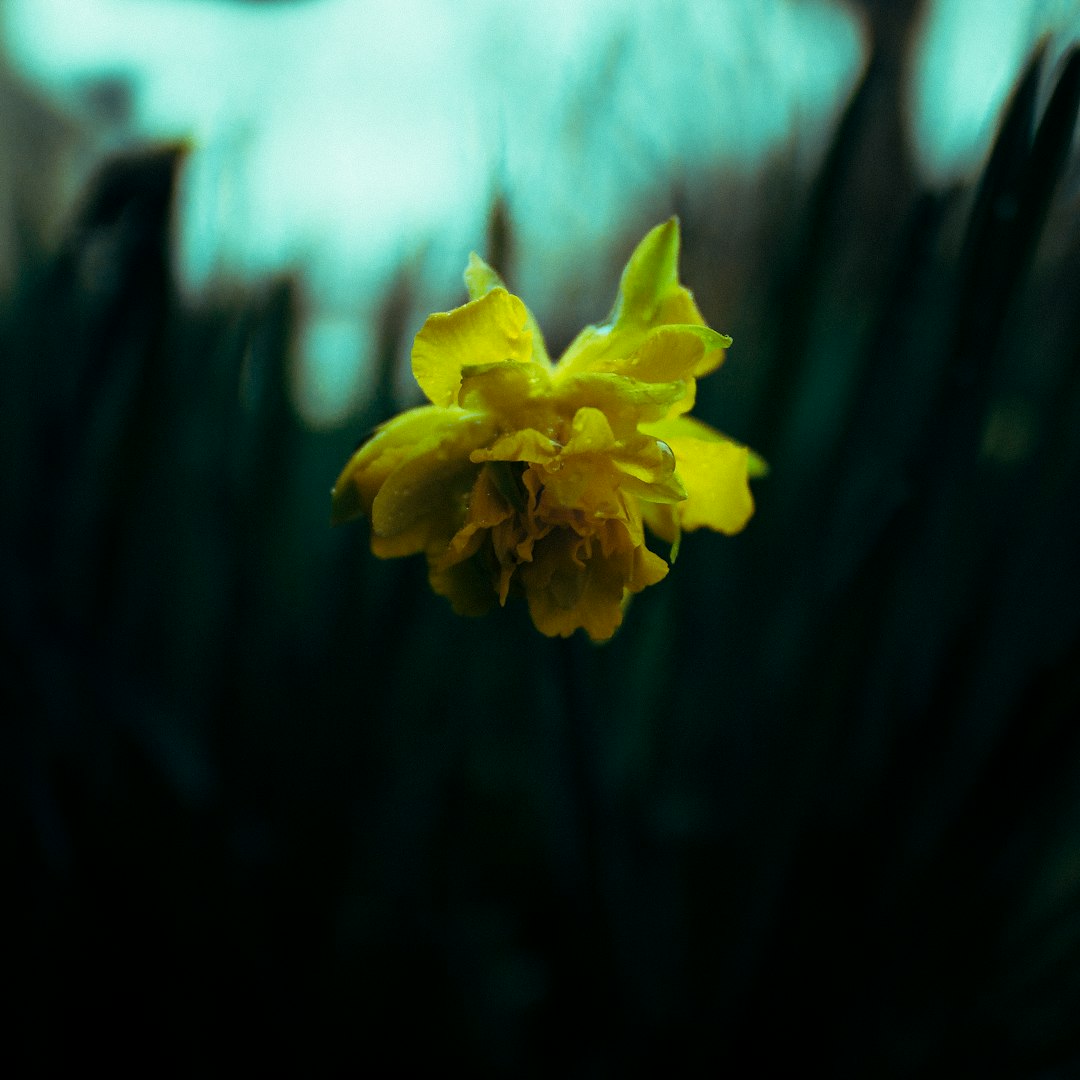 close-up photography of yellow petaled flower