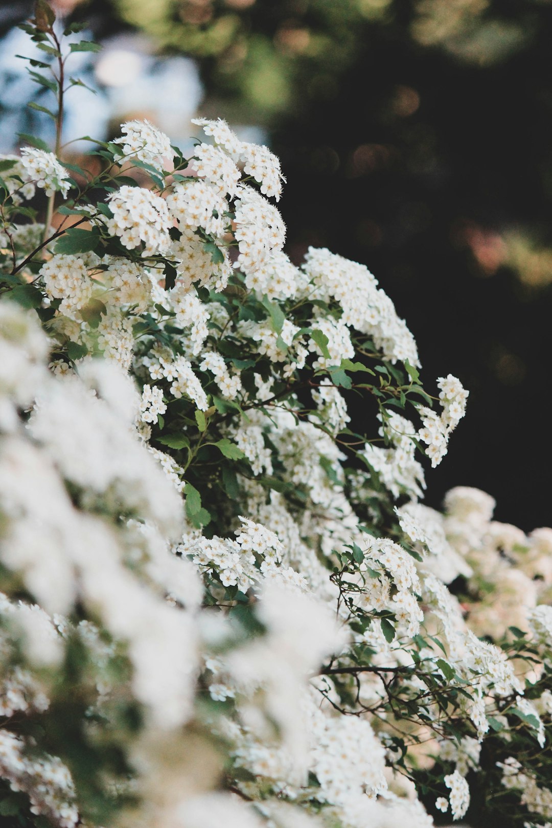 white-petaled flowers
