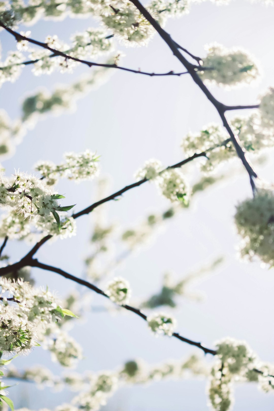 white leafed tree