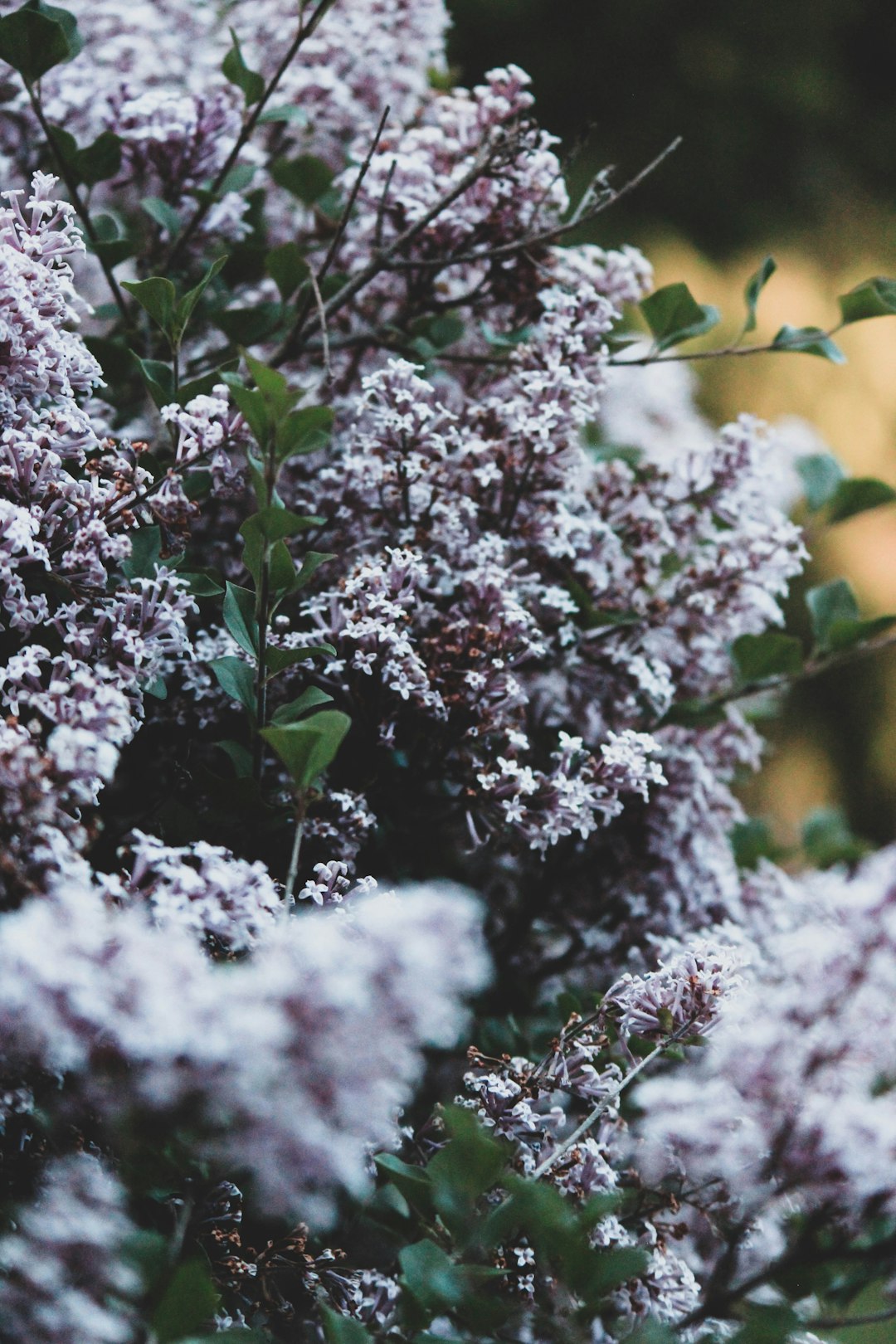 purple flower on focus photography