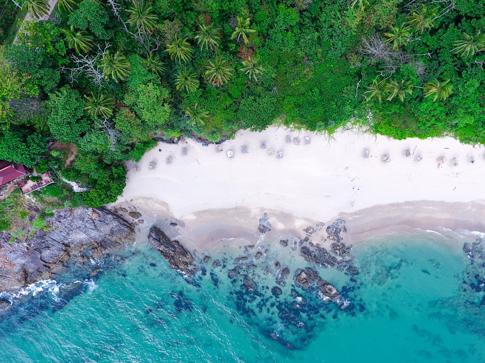 Fotografía a vista de pájaro de árboles cerca de la costa y el cuerpo de agua