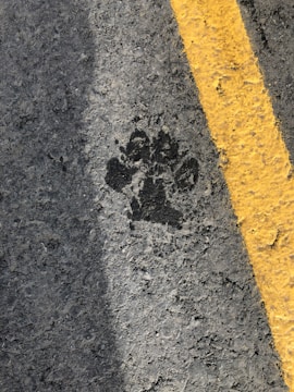 A black animal paw print is visible on a rough asphalt surface. Adjacent to the paw print is a bright yellow line, likely indicating a road marking or boundary.