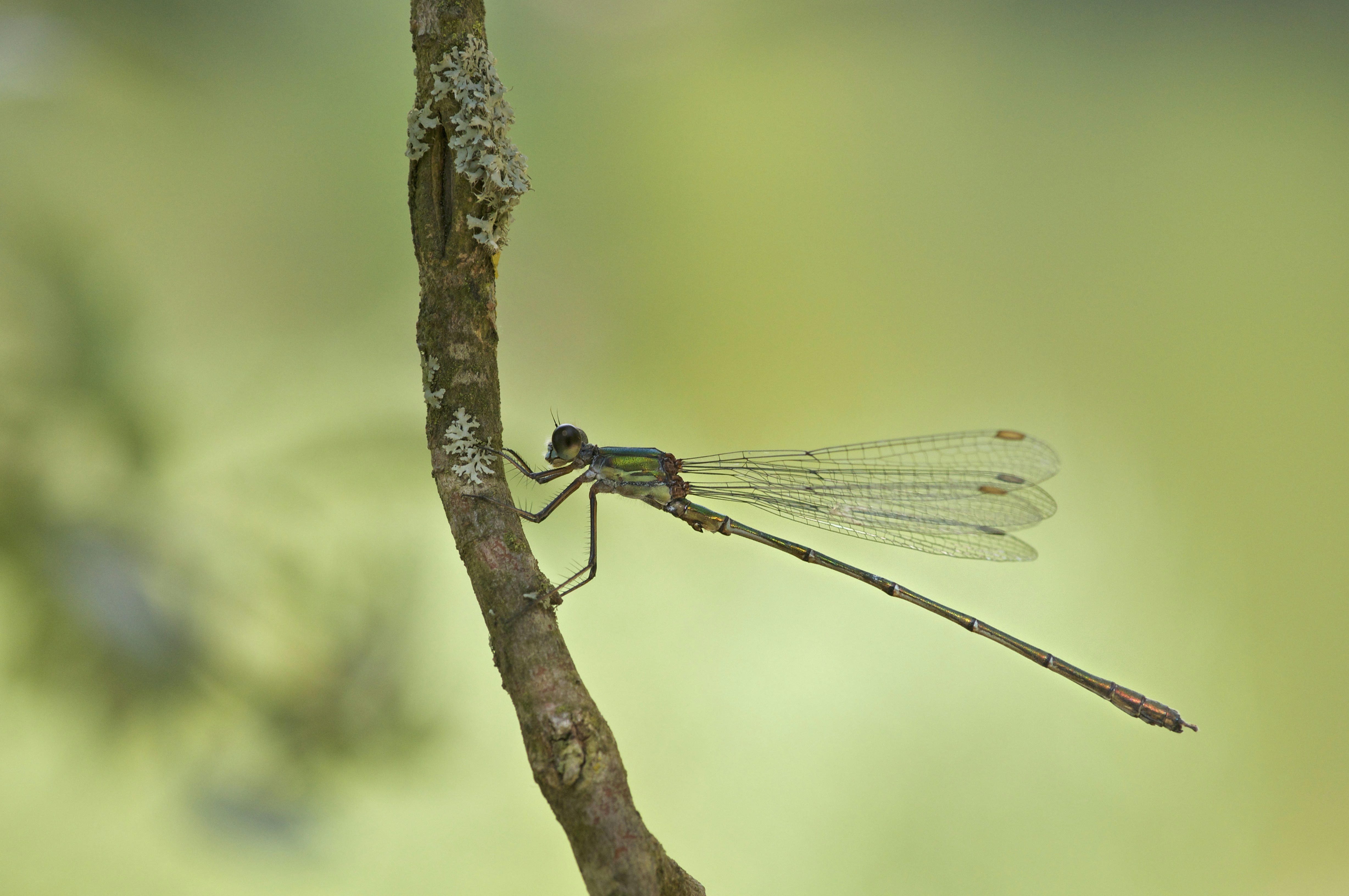 Photo by wolfgang_hasselmann