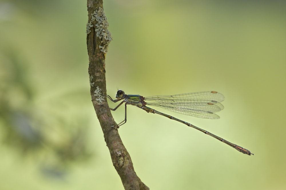 selective focus photography of dragonfly