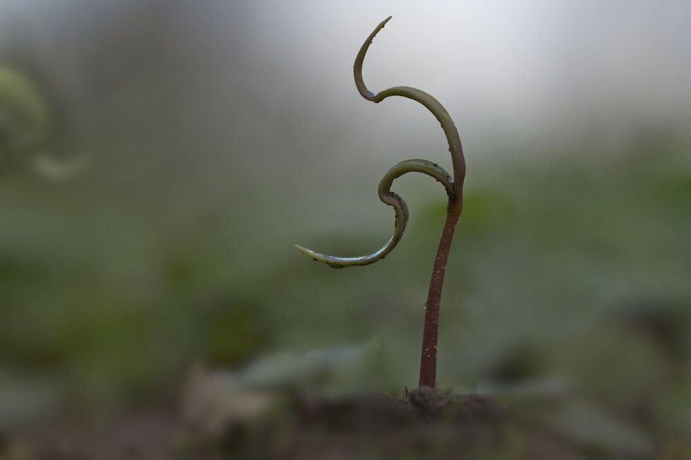 green plant almost to grow