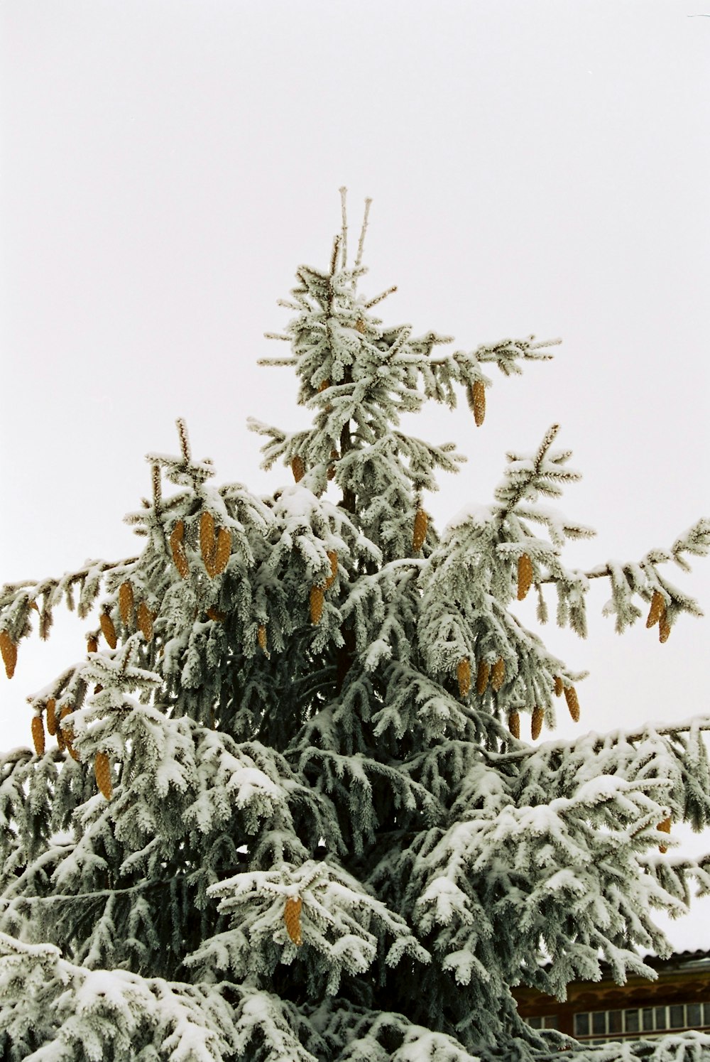 ice on pinetree
