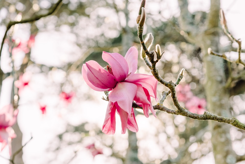 trees flowering pink flowers blooming