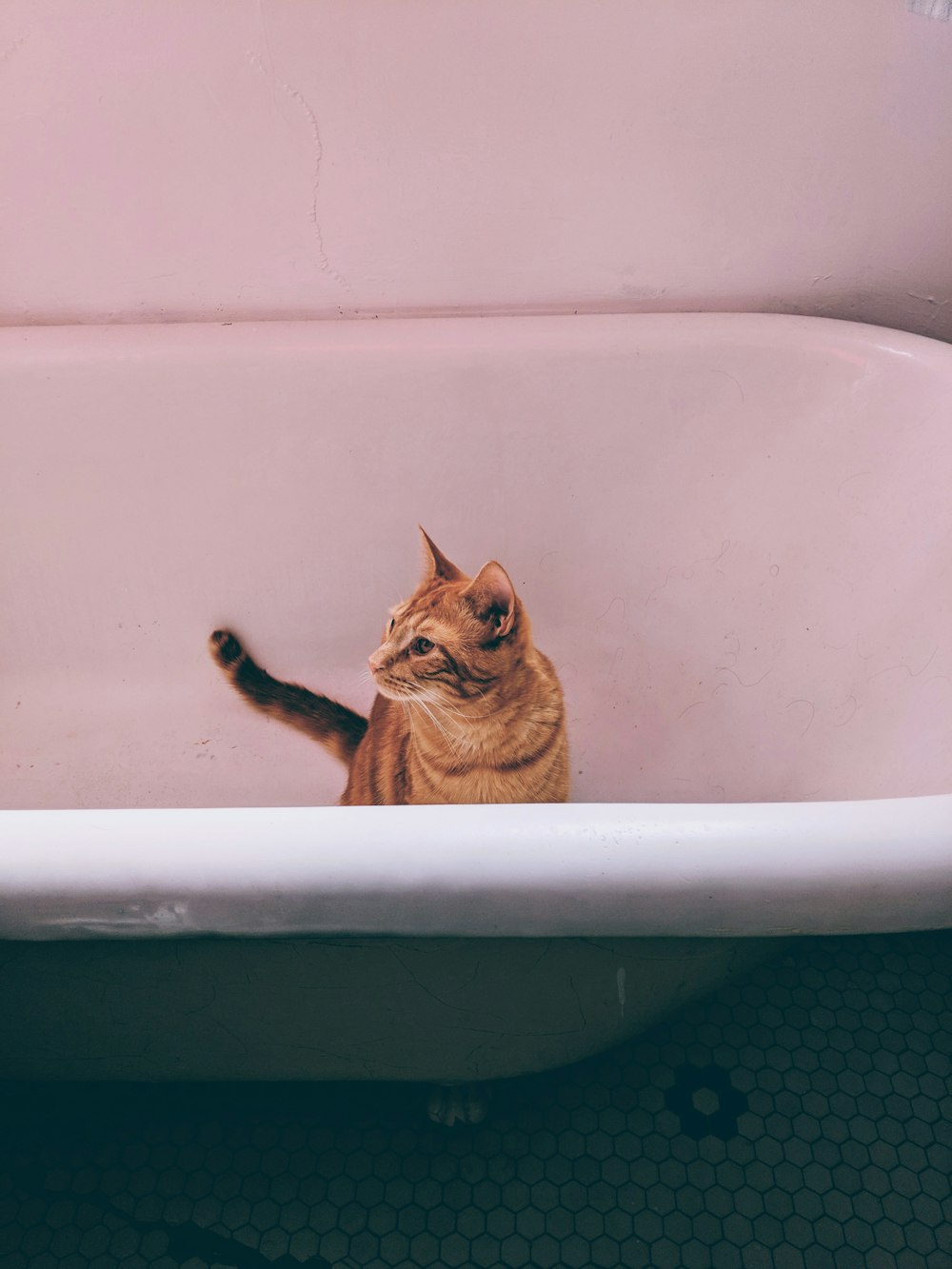 orange tabby cat inside bathtub