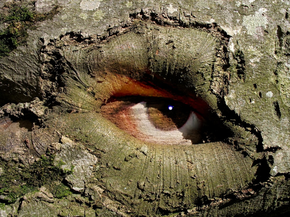 tree with painted 3D brown eye during daytime