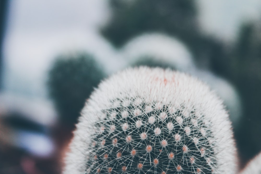 selective focus photography of succulent