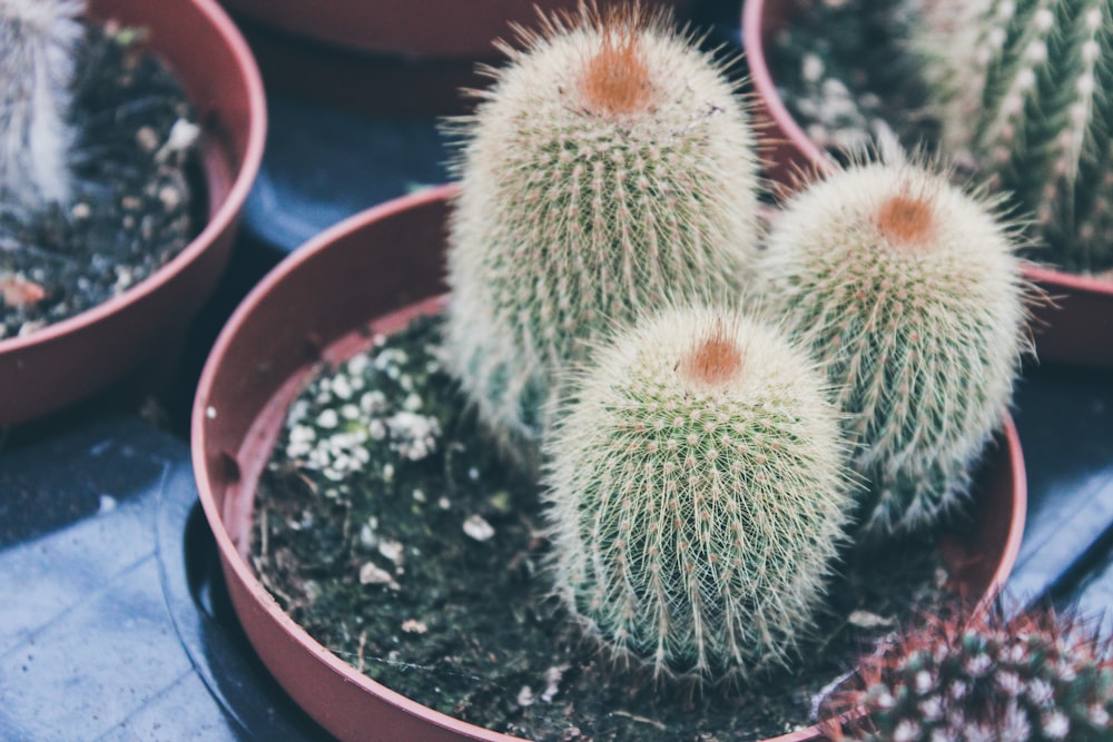 gree.n cactus in pot