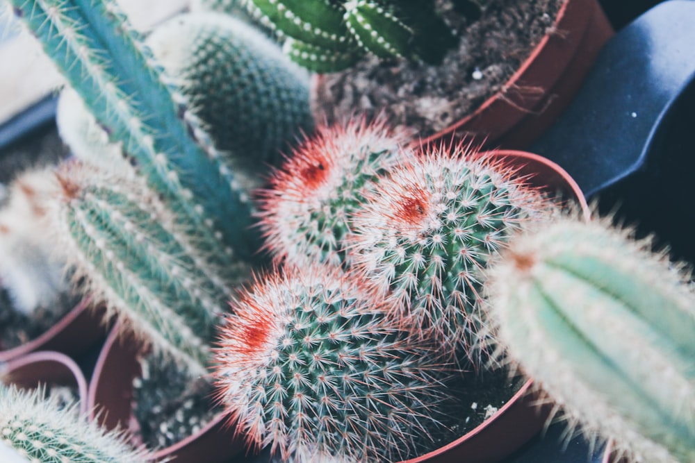 selective focus photography of cactus