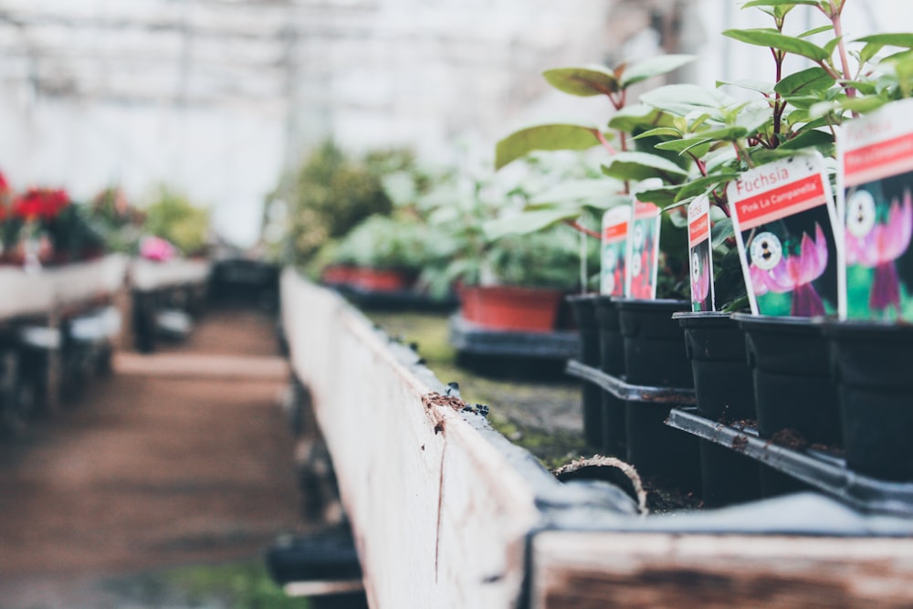 fotografia de foco seletivo de planta de folhas verdes