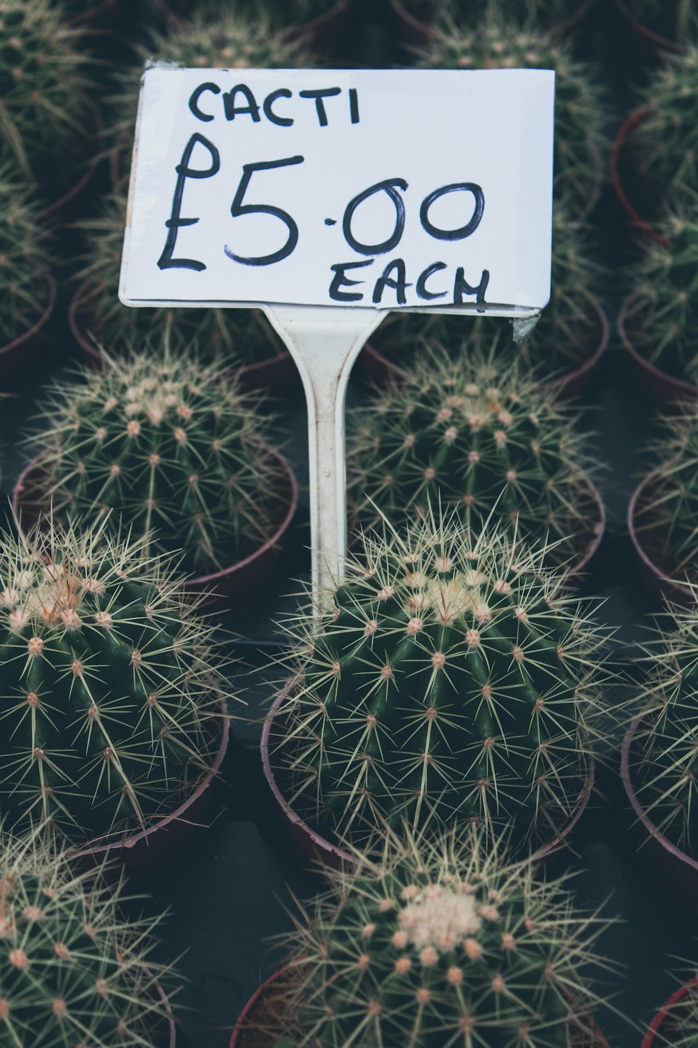 Planta de cactus verde