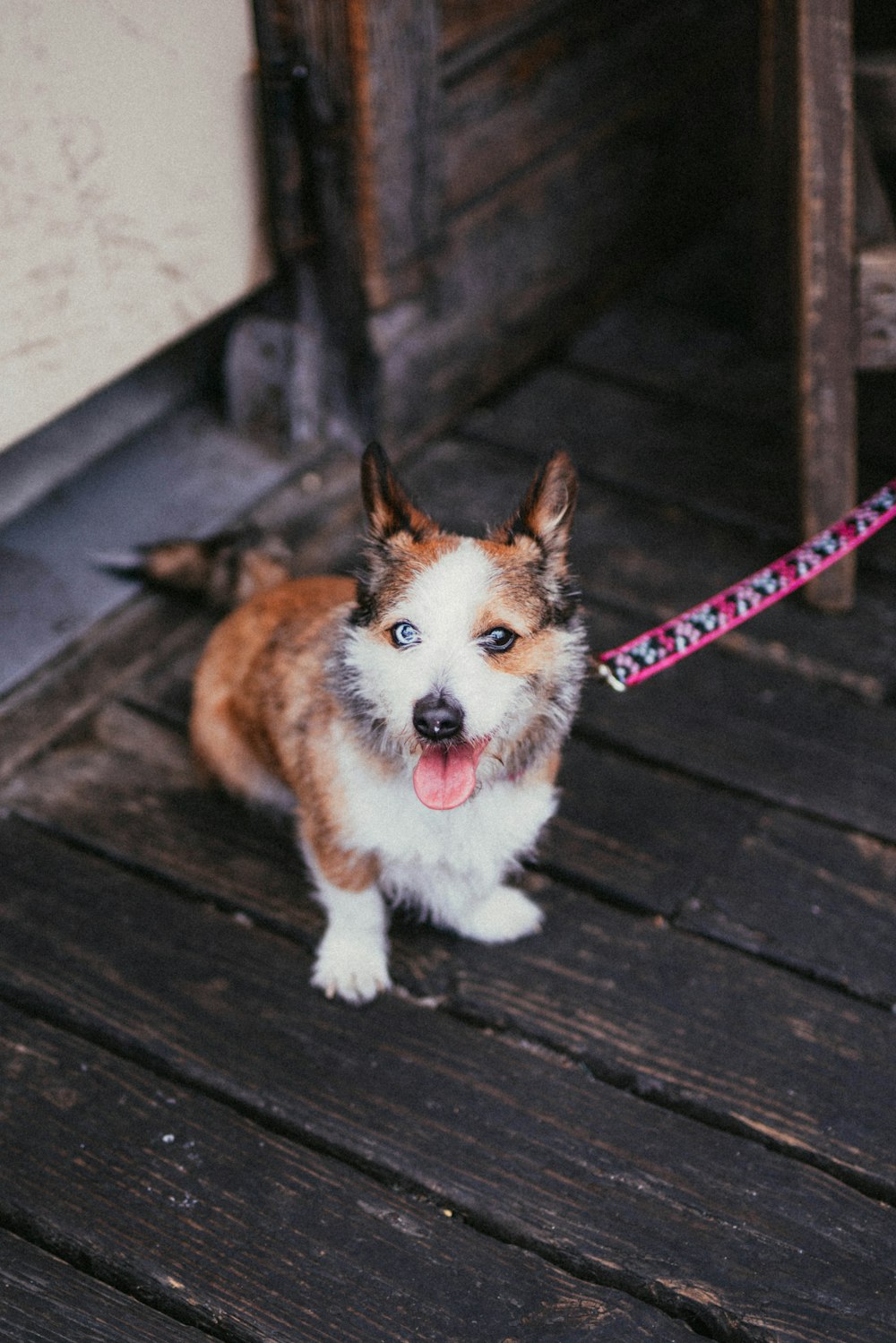 white and brown puppy on brown wooden surface