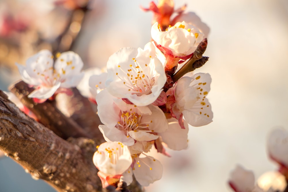 shallow focus photography of white flowers